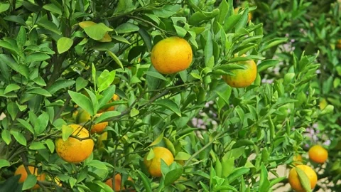 Beautiful orange trees in an orchard. Stock Footage 304943459