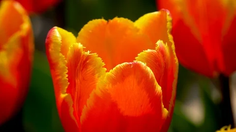 A beautiful orange tulip blowing in the wind Stock-Footage 88554342