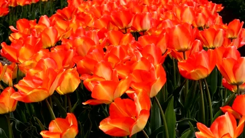 Beautiful orange tulips Stock Footage 335152377