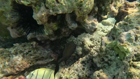 Beautiful Orangestriped Triggerfish up-close whilst snorkeling in crystal Stock Footage 259818161