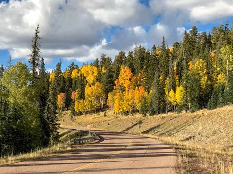 Beautiful Orange/Yellow Aspens Along Windy Mountain Road Stock Photos