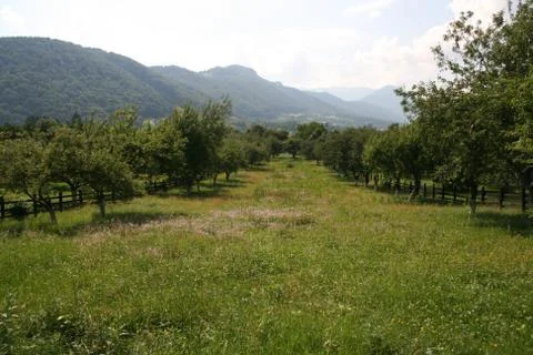 Beautiful Orchard Stock Photos