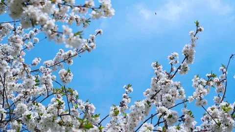 Beautiful orchard in spring. Blossoming fruit tree on clear blue sky background. Stock Footage 149701604