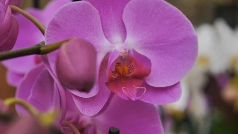 Beautiful Orchid background Stock Footage 98761633