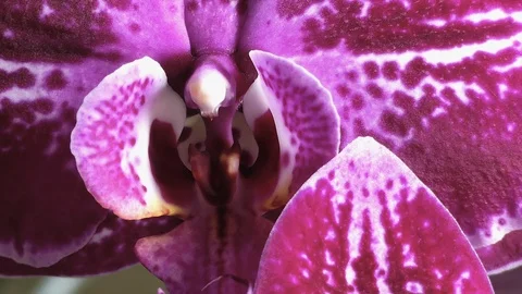 Beautiful Orchid Close Up Stock Footage 108165113
