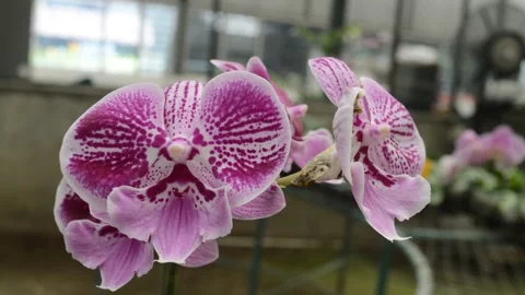 Beautiful orchid flower Stock Footage 224255953