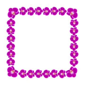 Beautiful orchid flowers frame Stock Illustration