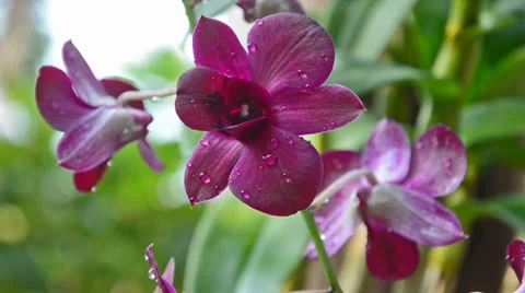 Beautiful orchid Video stock 35850904