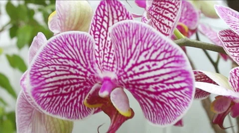 Beautiful orchid. 動画素材 47250983