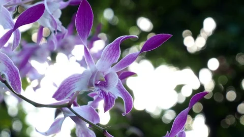 Beautiful orchid Stock Footage 97449659