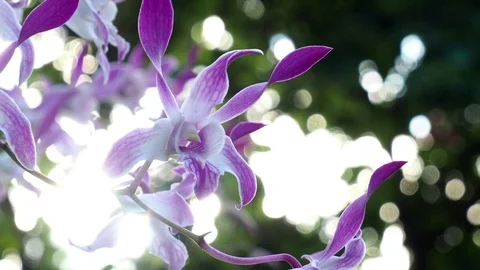 Beautiful orchid Stock Footage 97449706