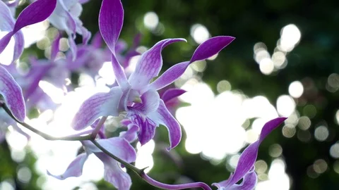 Beautiful orchid Stockbeeldmateriaal 97449829
