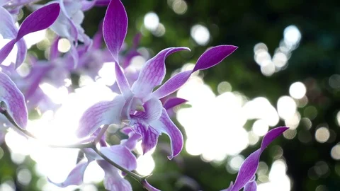 Beautiful orchid Stock Footage 97449832