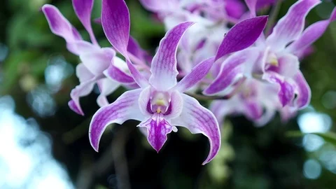 Beautiful orchid Video stock 97576294