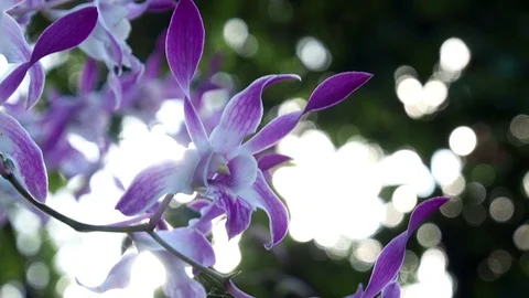 Beautiful orchid Video stock 97576295