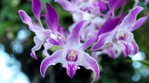 Beautiful orchid Stock Footage 97576324