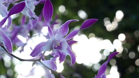 Beautiful orchid Video stock 97576338