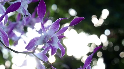 Beautiful orchid Video stock 97576383