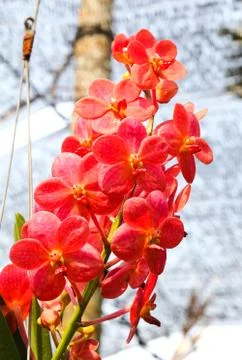 Beautiful orchid in garden Stock Photos