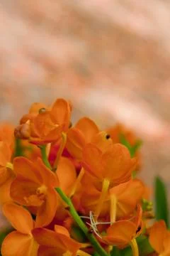 Beautiful orchid Stock Photos