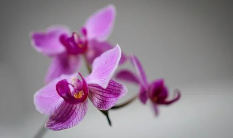 Beautiful Orchid Stock Photos