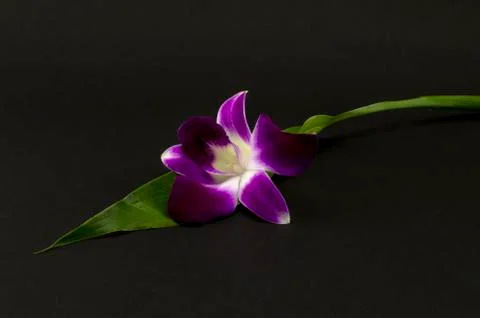 Beautiful orchid Stock Photos