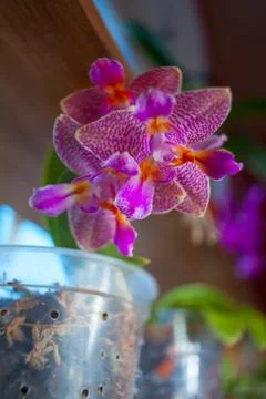 Beautiful orchid in  pot on window Stock Photos