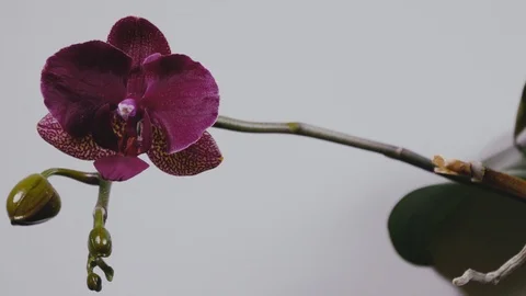 Beautiful Orchid sprayed with water Stock Footage 103165804