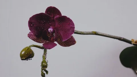 Beautiful Orchid sprayed with water Stock Footage 103165960