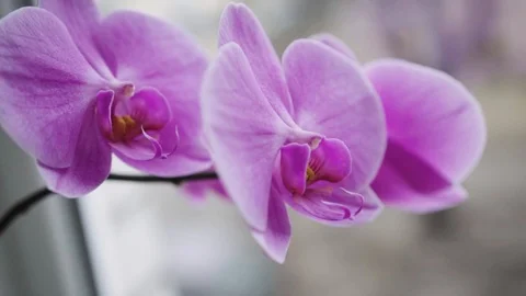 Beautiful orchid standing on the window Stock Footage 88871162