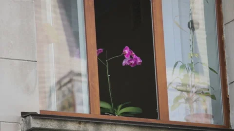 Beautiful orchid standing on the window. View from the street Stock Footage 111309225