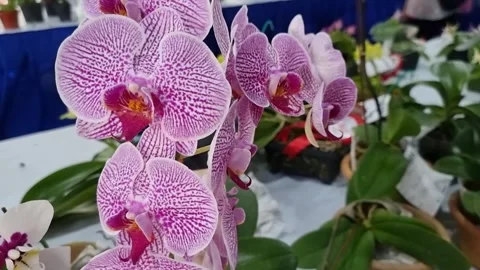 Beautiful Orchid view in closed up 4K Stock Footage 248887883