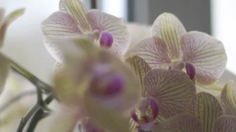 Beautiful orchids with blurred background indoor. Growing plants at home Video stock 178521793