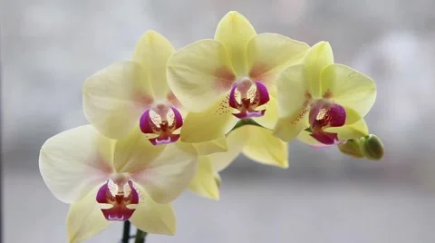 Beautiful Orchids flowers close up Video stock 45280630