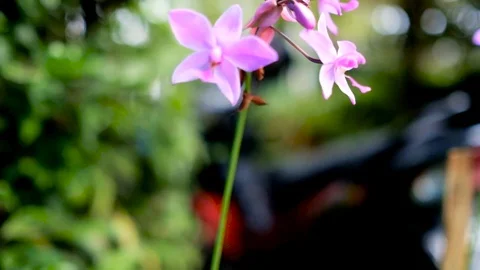 Beautiful Orchids Stock Footage