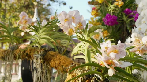 Beautiful orchids Stock Footage 169980750