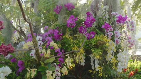 Beautiful orchids Stock Footage 169980756