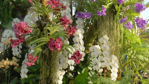 Beautiful orchids Stock Footage 169980757