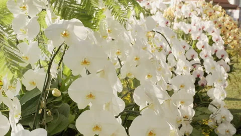Beautiful orchids Stock Footage 169980761