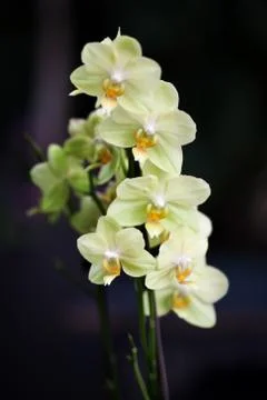 Beautiful orchids Stock Photos