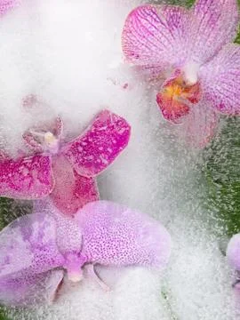 Beautiful orchids Stock Photos