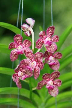 Beautiful Orchids Foto stock