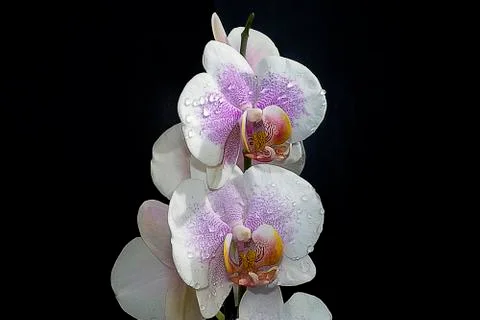 Beautiful orchids Foto stock