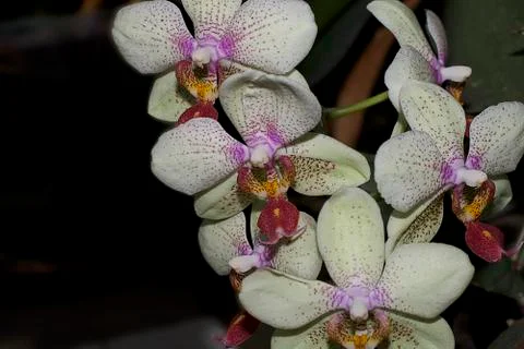 Beautiful orchids Stockfoto's