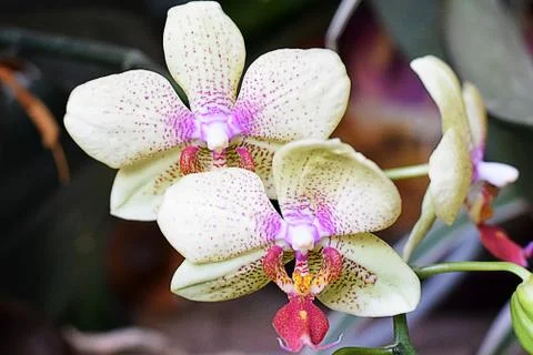 Beautiful orchids Stock Photos