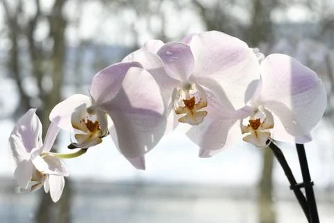 Beautiful orchids Stock Photos