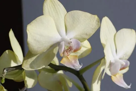 Beautiful orchids Stock Photos