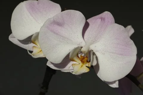Beautiful orchids Stock Photos