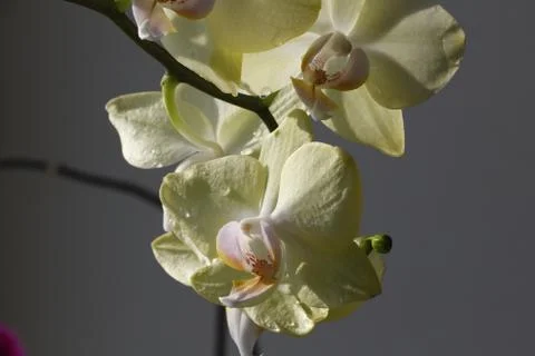 Beautiful orchids Stock Photos