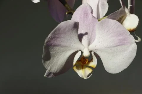 Beautiful orchids Stock Photos